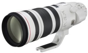 Best Canon Lens for Wildlife Photography